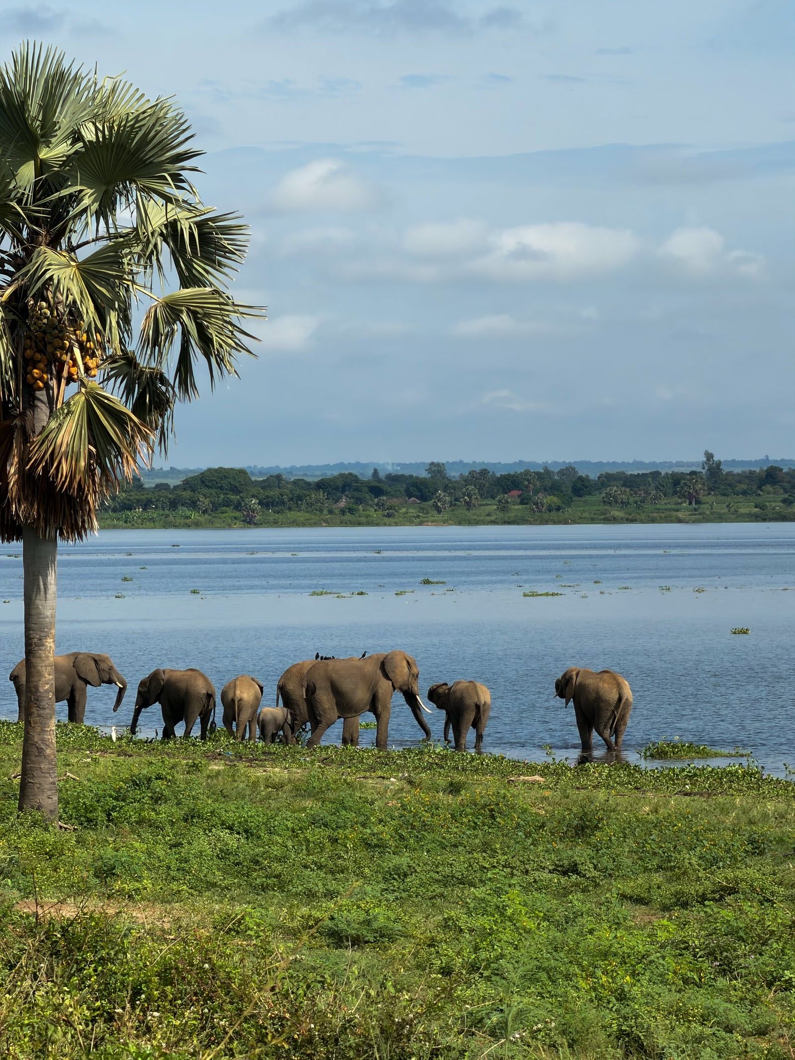Zicht op Nationaal Park Murchison Falls