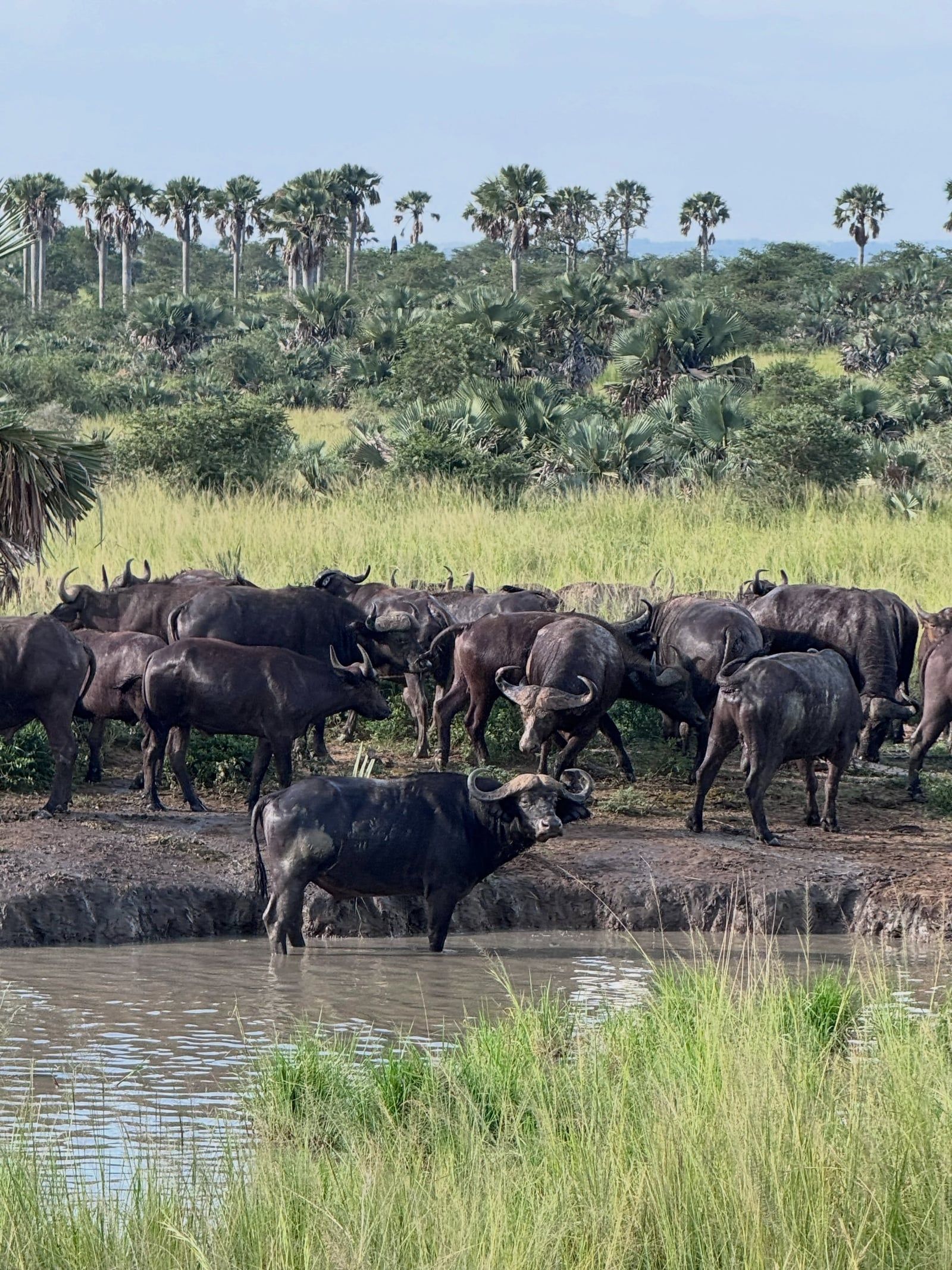 Zicht op Nationaal Park Murchison Falls