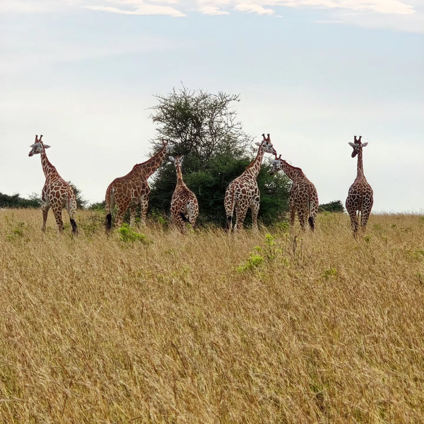 Zicht op Nationaal Park Murchison Falls