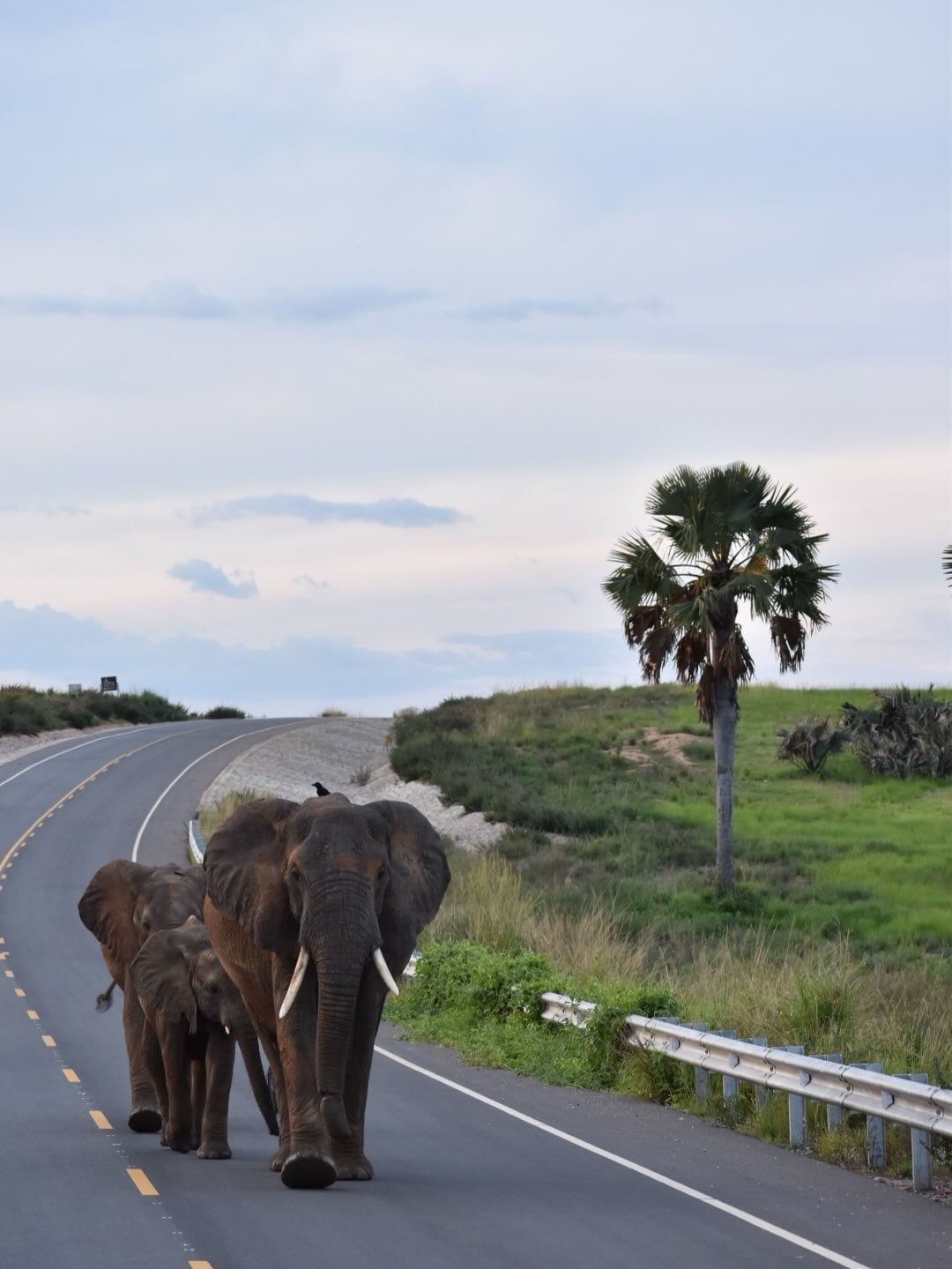 Bezoekersfoto Nationaal Park Murchison Falls tour